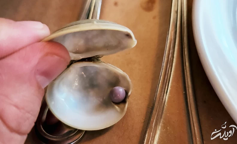 مشتری خوش‌شانس یک مروارید بنفش کمیاب در غذای خود پیدا کرد/ تصاویر